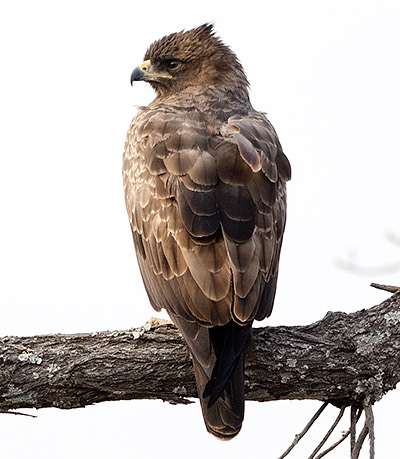 Wahlberg's Eagle